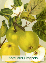 Apfel aus Croncels